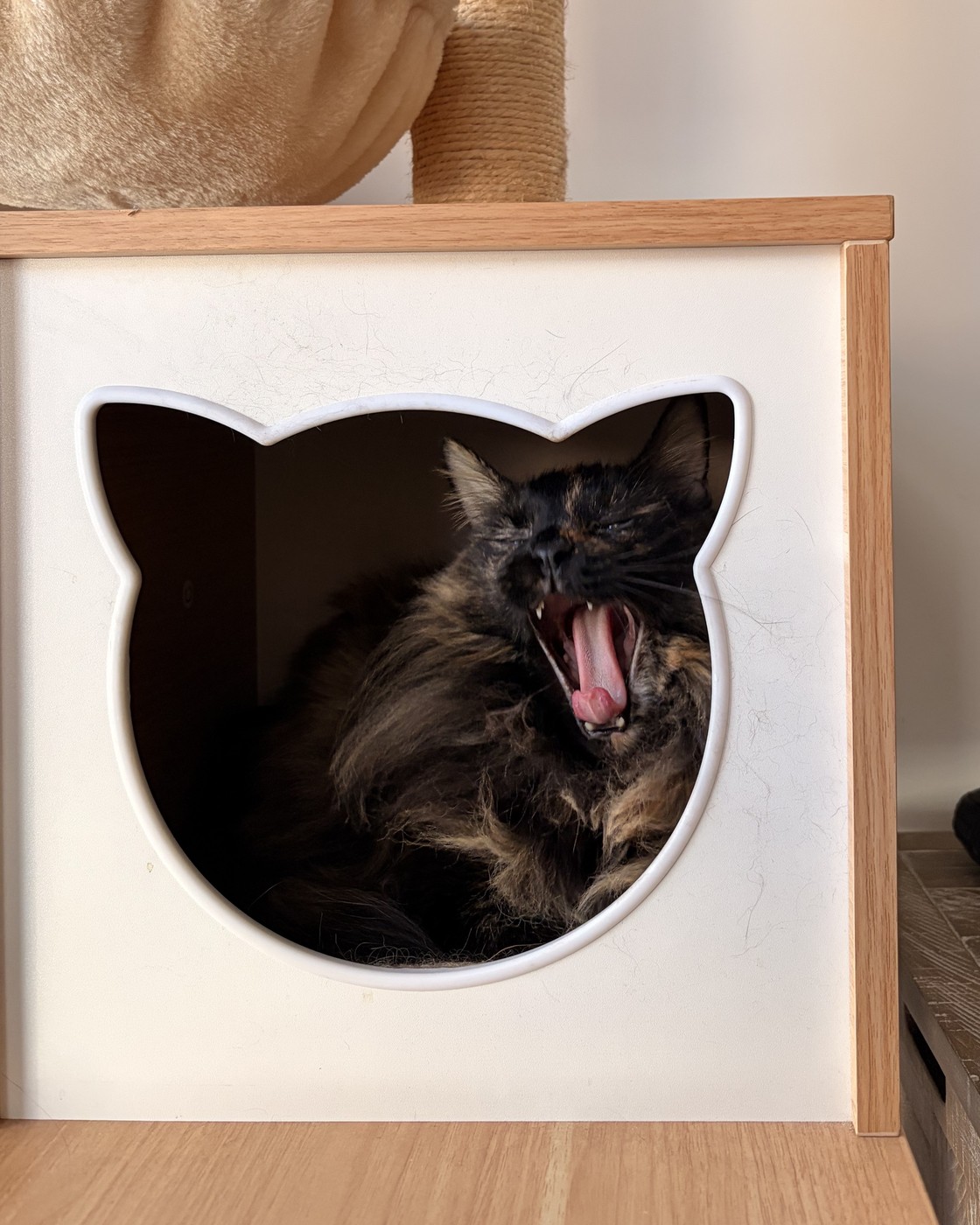 Cinder, mid-yawn