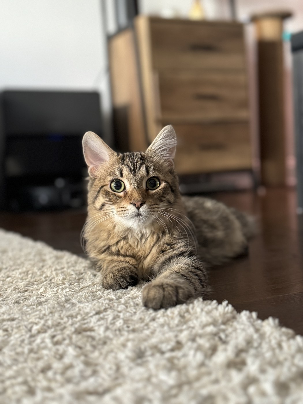 Chester the kitten arrives